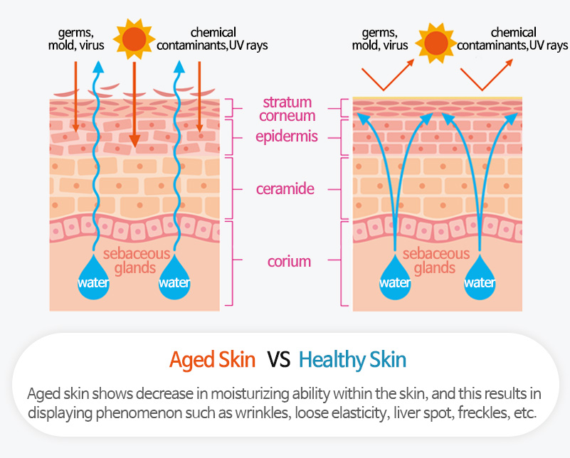 Aged Skin VS Healthy Skin